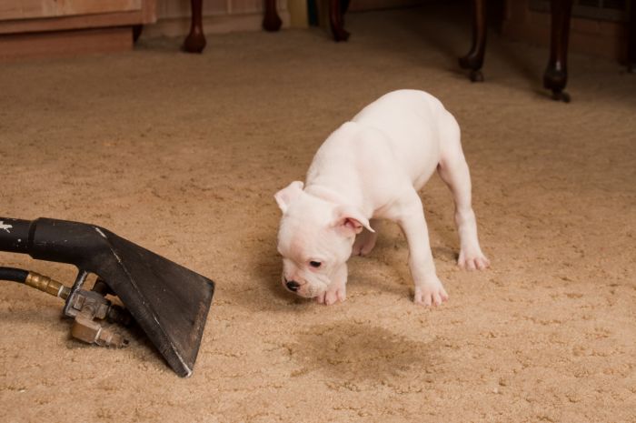 Carpet odor removal in Tustin by Certified Green Team